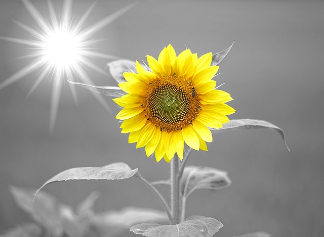 Hazy sun and a sunflower