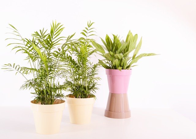 house plants