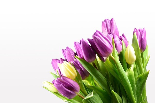 Bouquet of flowers
