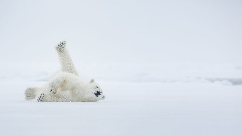 polarbear rolling in the snow