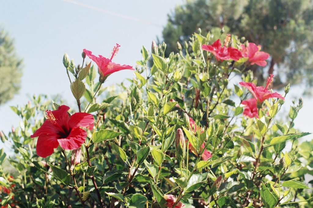 sea hibiscus