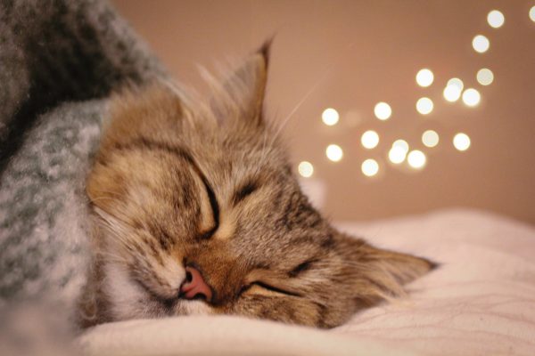 Sleeping kitten