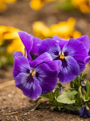 Edible Flower Guide - The Pansy