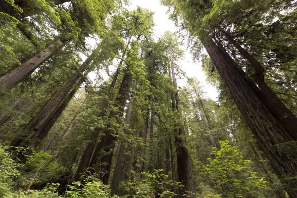 Redwood National Park @VisitCalifornia