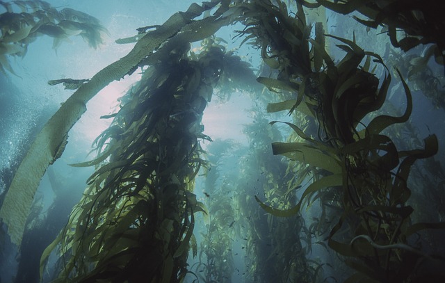 Kelp, a superfood