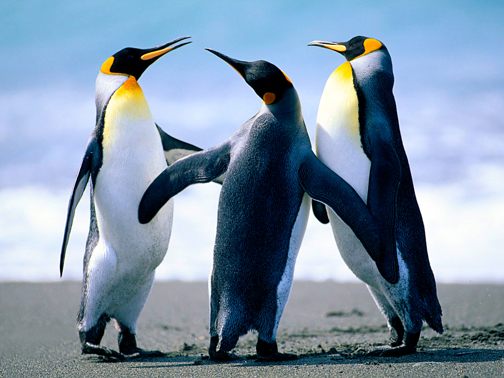 Penguins on Holland America Line Cruise