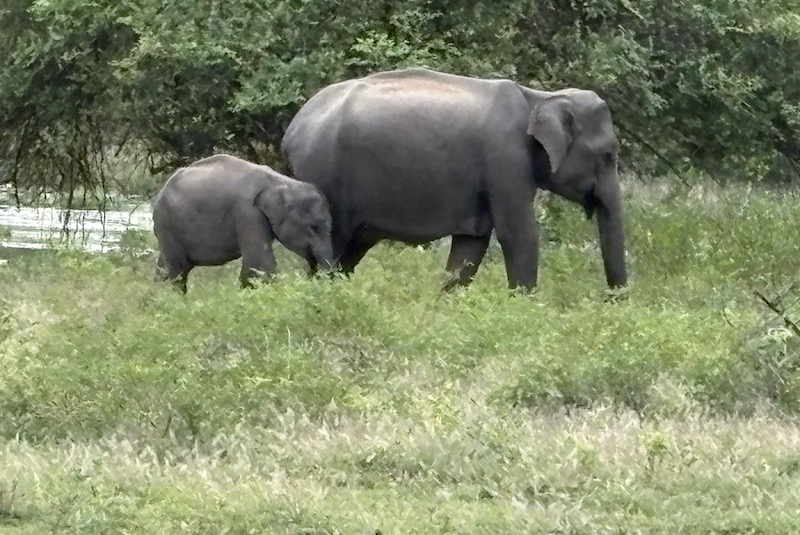 Wellness roots in Sri Lanka meeting with the elephants