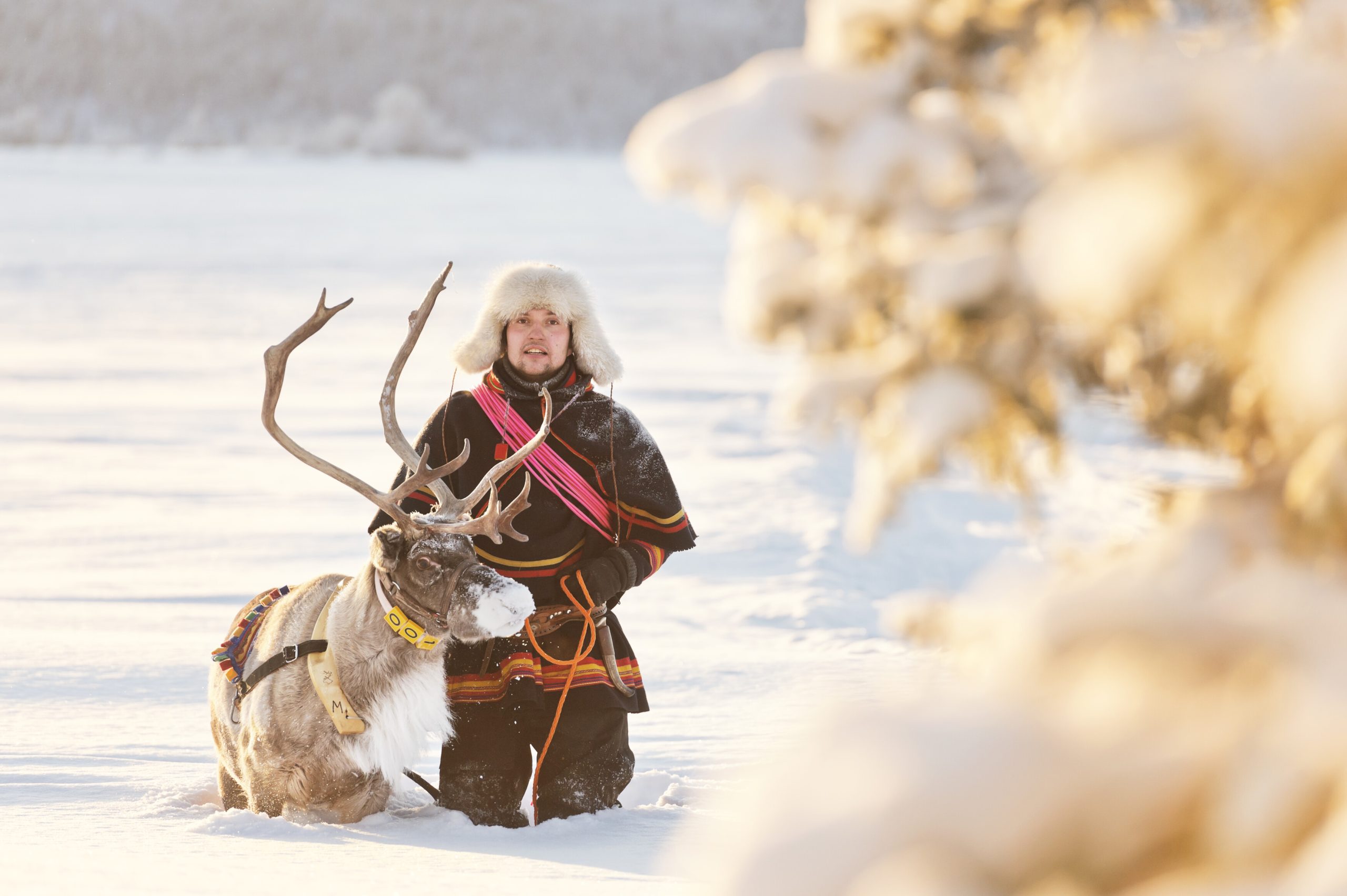 Sami Culture and reindeer herding Credit Anna Öhlund