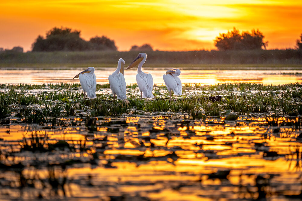Danube Delta Romania Pelicans at Sunrise