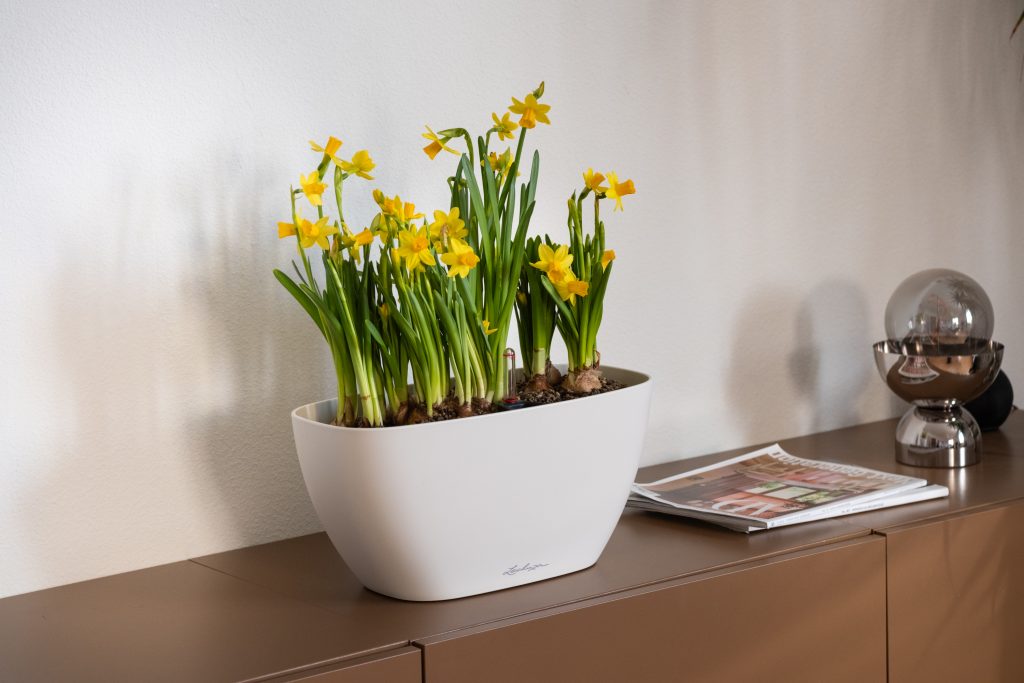 NAVIO 20 white Daffodils - LeChuza